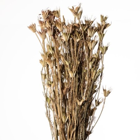 FLEUR DE NIGELLE NATUREL 100Gr