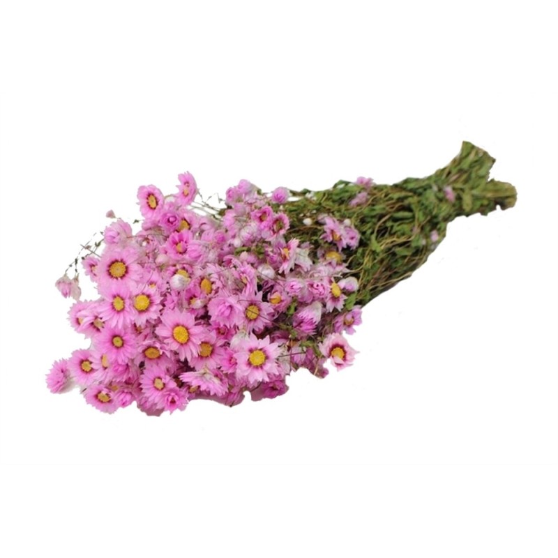 FLEUR RHODANTE SEC /1P