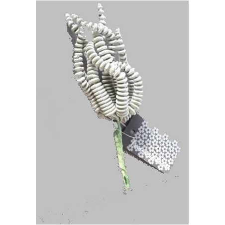 FLEUR SUCCULENT RHODA VERT 16CM à la pièce