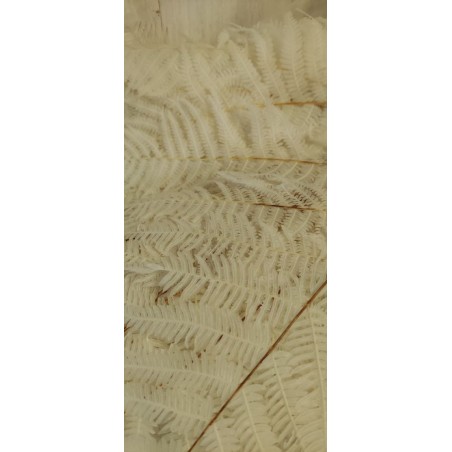 FEUILLE DE FOUGERE BLANCHIE SAC 10P