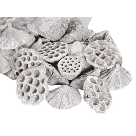 LOTUS BLANC médium 5-7CM les 50P