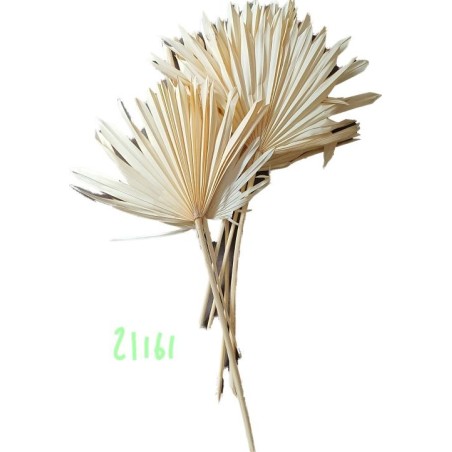 SUN SPEAR BLANC MM 2538P001 les 6P