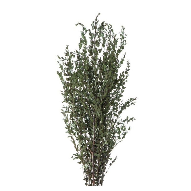 VERDISSIMO-PARVIFOLIA VERT 40/80