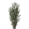 VERDISSIMO-PARVIFOLIA VERT 40/80