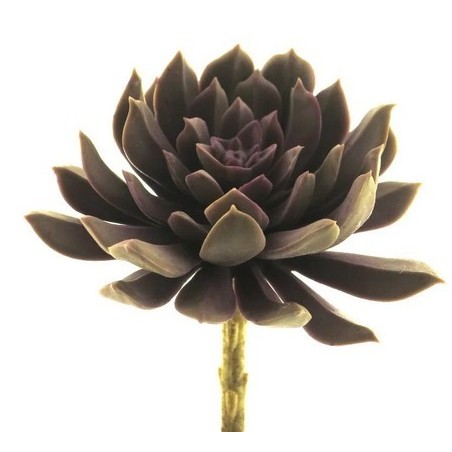 FLEUR SUCCULENT AEONIUM ROSE 13CM à la pièce
