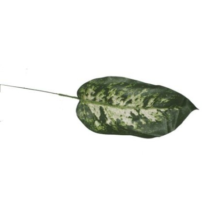 FEUILLE DE DIEFFENBACHIA H36CM les 12P