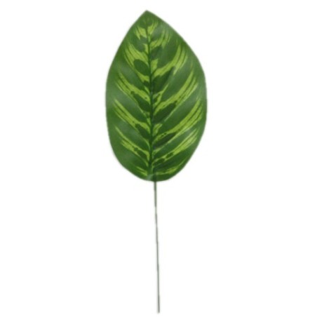 FEUILLE CALATHEA H28CM les 12P