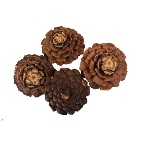 POMME DE PIN FLEUR les 30P