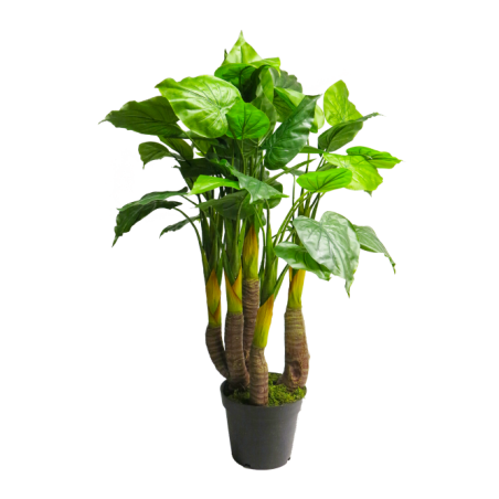 FLEUR ANTHURIUM AVANTI EN POT 120CM /1P