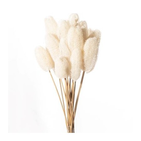JHAMMA SUR TIGE BLANCHE 10-20CM /10P