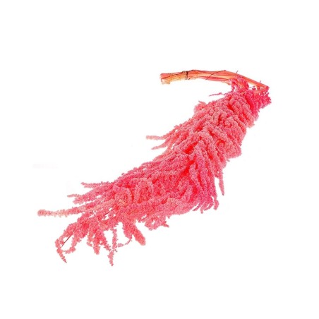 BOUQUET AMARANTHUS ROSE sachet 5 branches