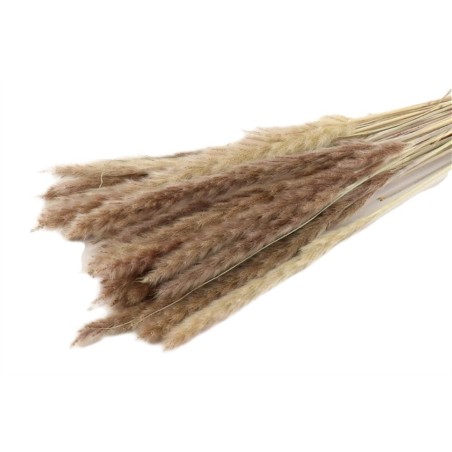 HERBE FEUILLE DE LA PAMPA NATUREL les 70GR