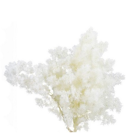 VERDISSIMO-MING FERN WHITE le sachet