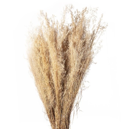 AGROTIS NATUREL sachet 50gr
