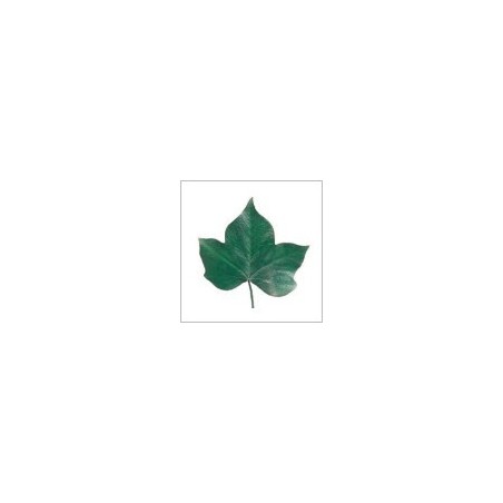 VERDISSIMO-HEDERA FEUILLE VERTE