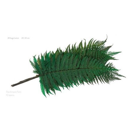 VERDISSIMO-FOUGERE PARCHEMIN VERT les 10P