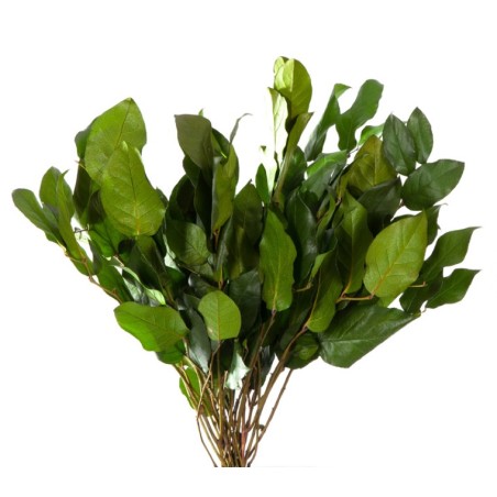 VERDISSIMO-SALAL VERT 20/50
