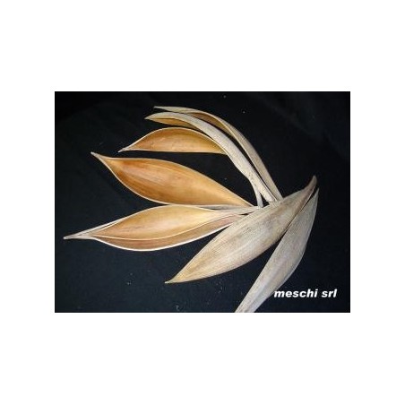 FEUILLE DE COCO médium/ pièce