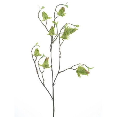 FLEUR PHYSALIS SAUVAGE 75CM à la pièce