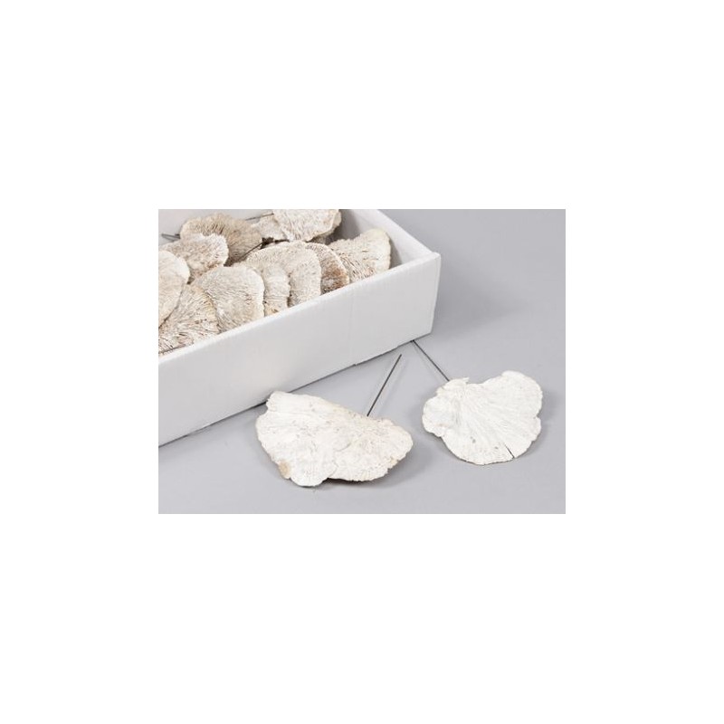 CHAMPIGNON EN TRANCHE BLANC / 40P