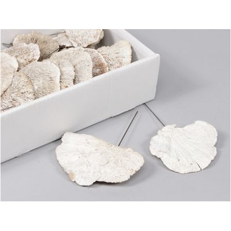 CHAMPIGNON EN TRANCHE BLANC / 40P