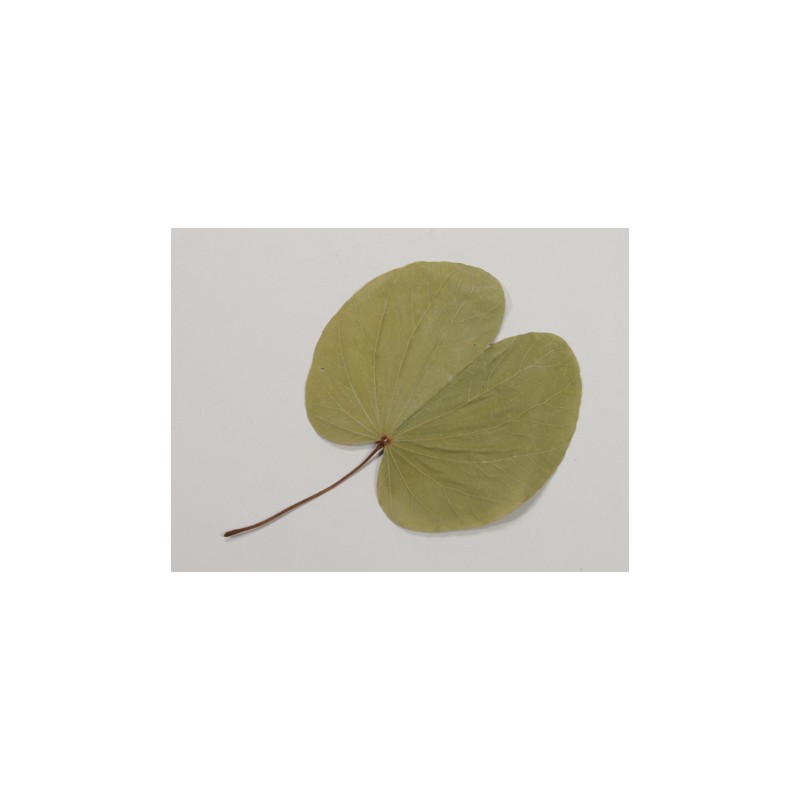 FEUILLE BUGUNIA NATUREL EN SACHET 