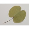 FEUILLE BUGUNIA NATUREL EN SACHET 