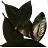 FEUILLE MAGNOLIA STABILISEE 500GR