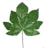 FEUILLE DE FATSIA H42CM /12P