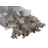 PLUME SAC 3gr SAC