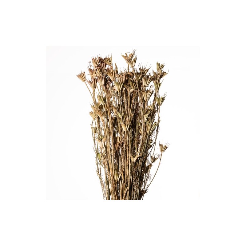 FLEUR DE NIGELLE NATUREL 100Gr