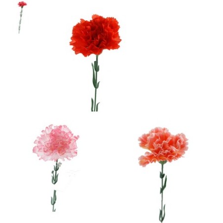 FLEUR OEILLET H48CM BOITE 120P