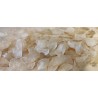 SEC FLEUR LUNARIA  BLANC les 10P