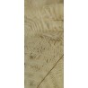 FEUILLE DE FOUGERE BLANCHIE SAC 10P