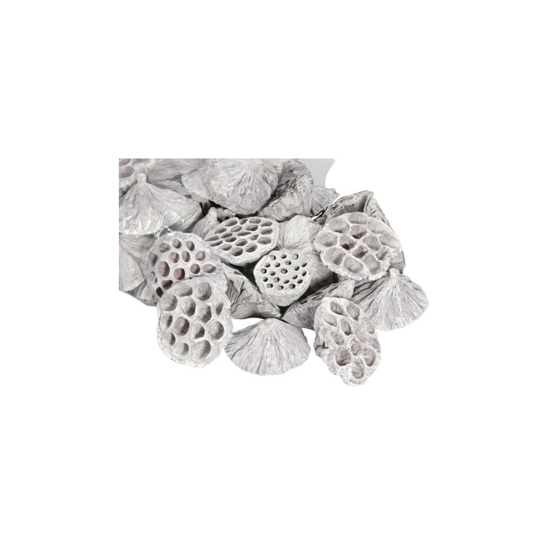 LOTUS BLANC médium 5-7CM les 50P