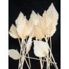 PALM SPEAR BLANC MM 2490P001 les 10P