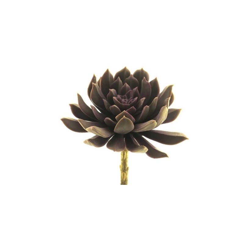 FLEUR SUCCULENT AEONIUM ROSE 13CM à la pièce