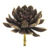 FLEUR SUCCULENT AEONIUM ROSE 13CM à la pièce