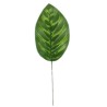 FEUILLE CALATHEA H28CM les 12P