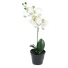 FLEUR PHALAENOPSIS BORA H35CM BLANC pièce