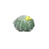 CACTUS WESSEX FLEURI H08CM à la pièce