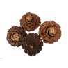 POMME DE PIN FLEUR les 30P