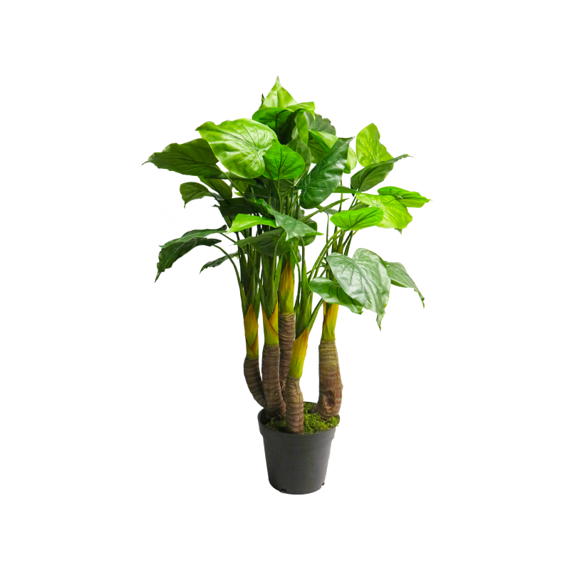 FLEUR ANTHURIUM AVANTI EN POT 120CM /1P