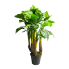FLEUR ANTHURIUM AVANTI EN POT 120CM /1P