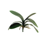 FEUILLE PHALAENOPSIS 29CM à la pièce