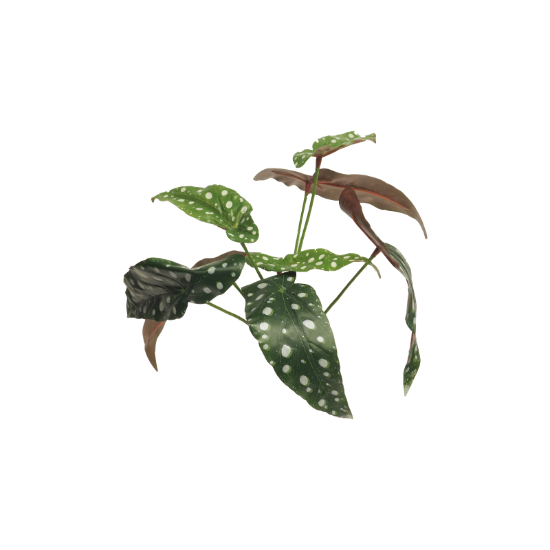 FEUILLE DE BEGONIA POLKADOT VERTE 33CM /1P