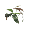 FEUILLE DE BEGONIA POLKADOT VERTE 33CM /1P