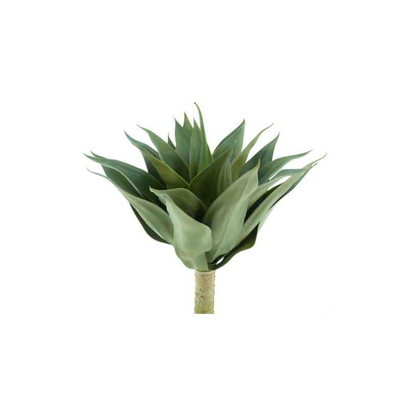 PLANTE AGAVE VERTE 52CM /1P