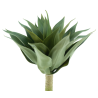 PLANTE AGAVE VERTE 52CM /1P
