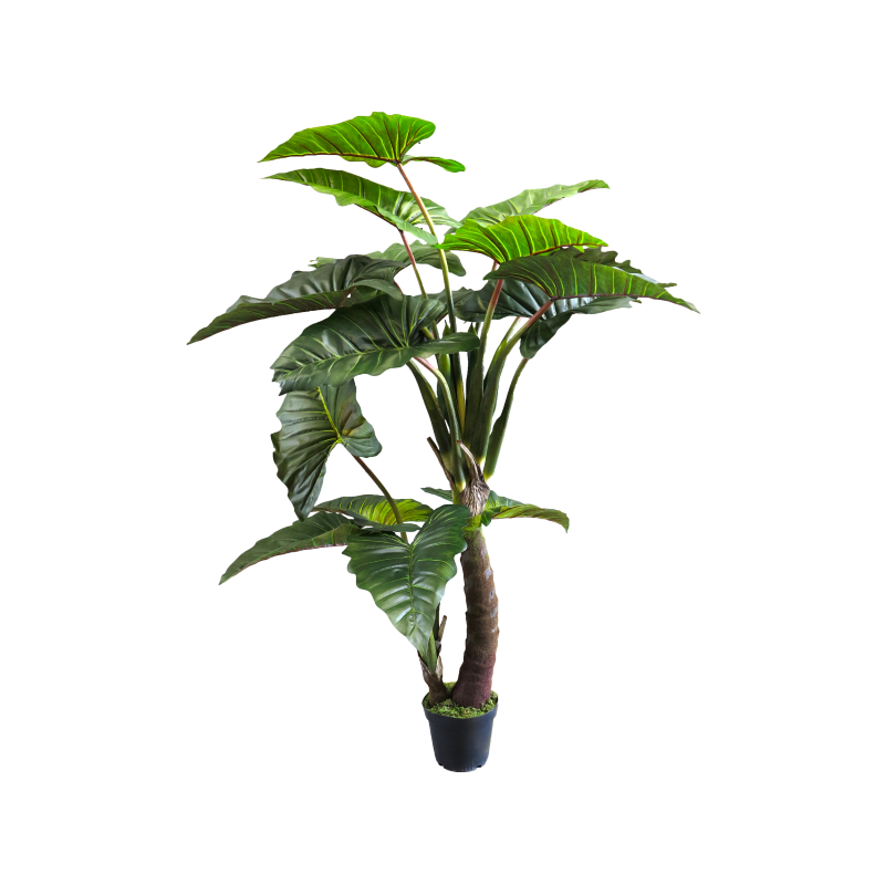 PLANTE CALADIUM VERT EN POT 220CM /1P